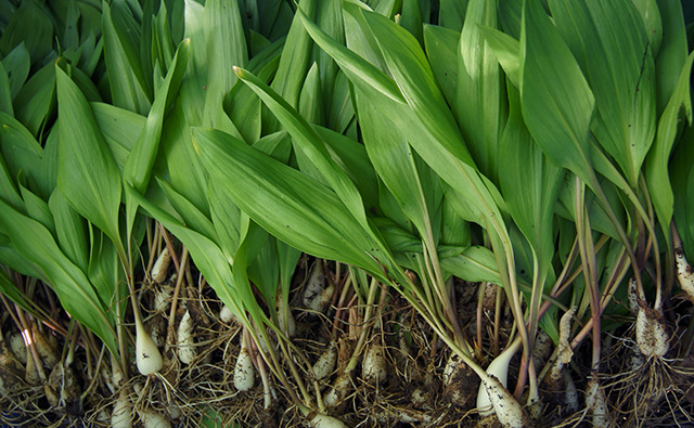 Ramps