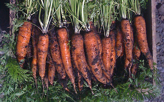 Carrots