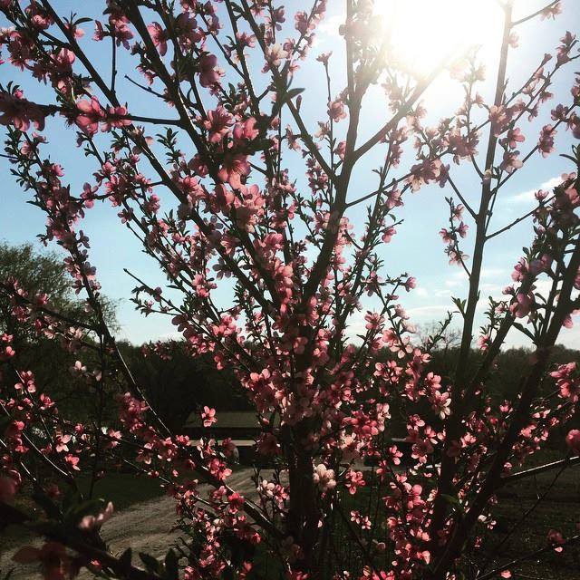 Blooming Hill Farm Menu