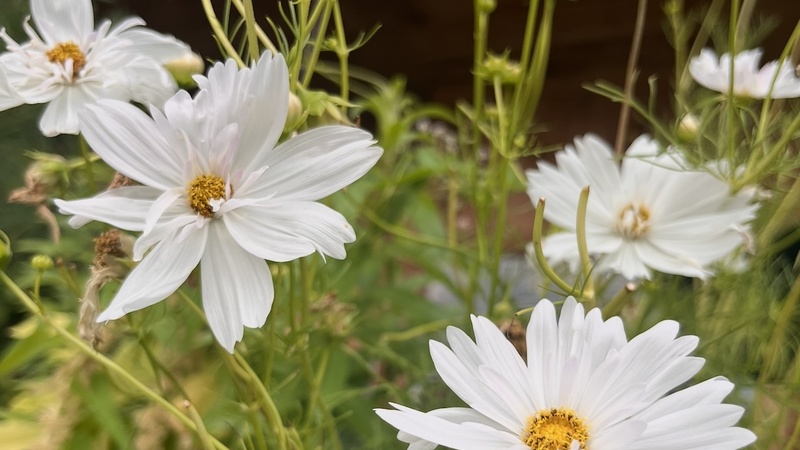 Blooming Hill Farm Menu