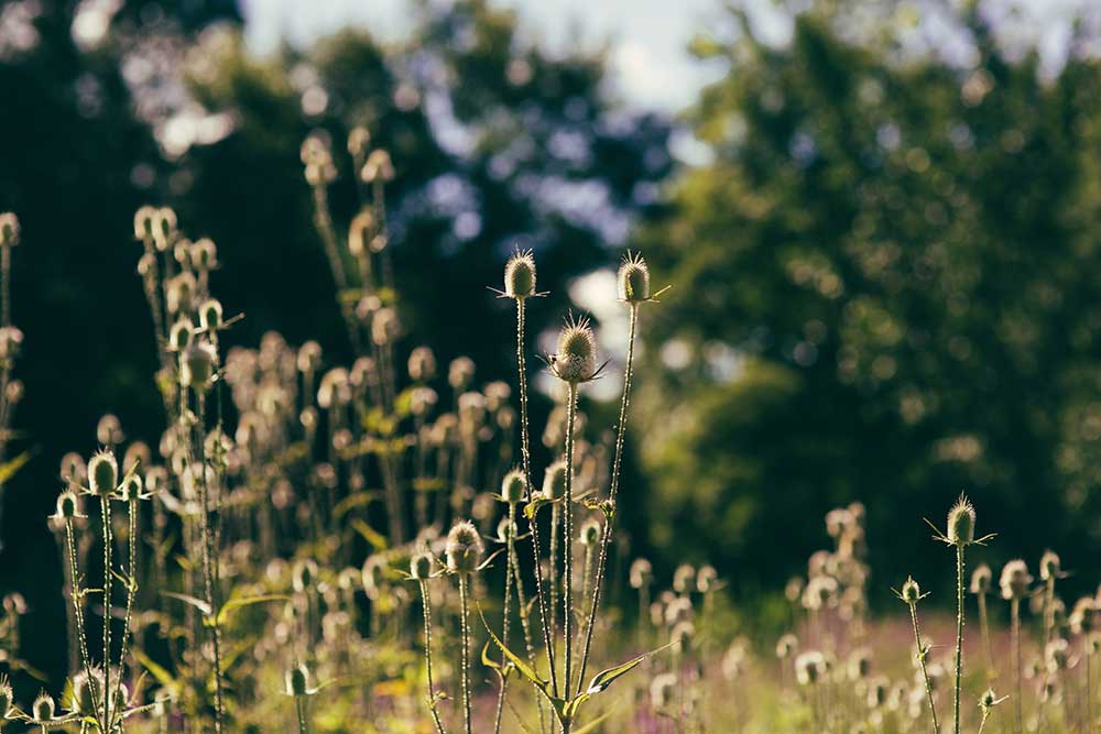 Blooming Hill Farm Menu