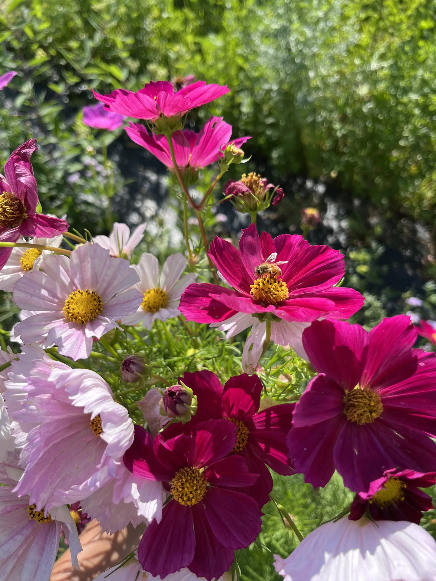 Blooming Hill Farm Menu