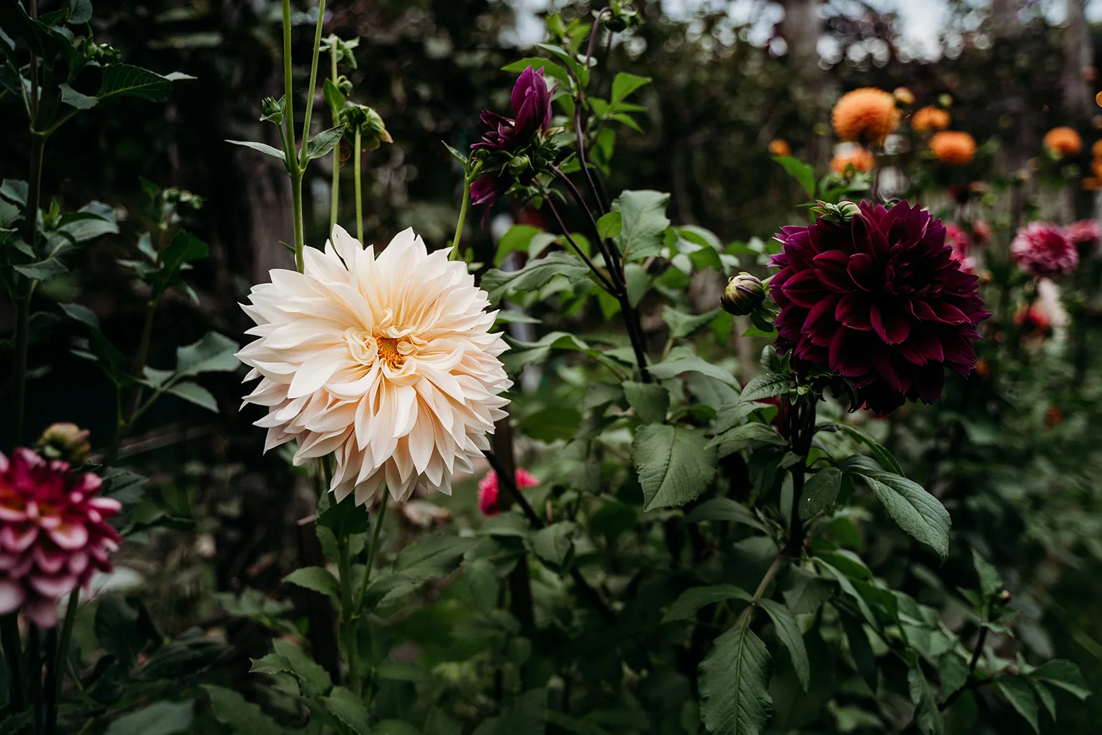Blooming Hill Farm Weddings
