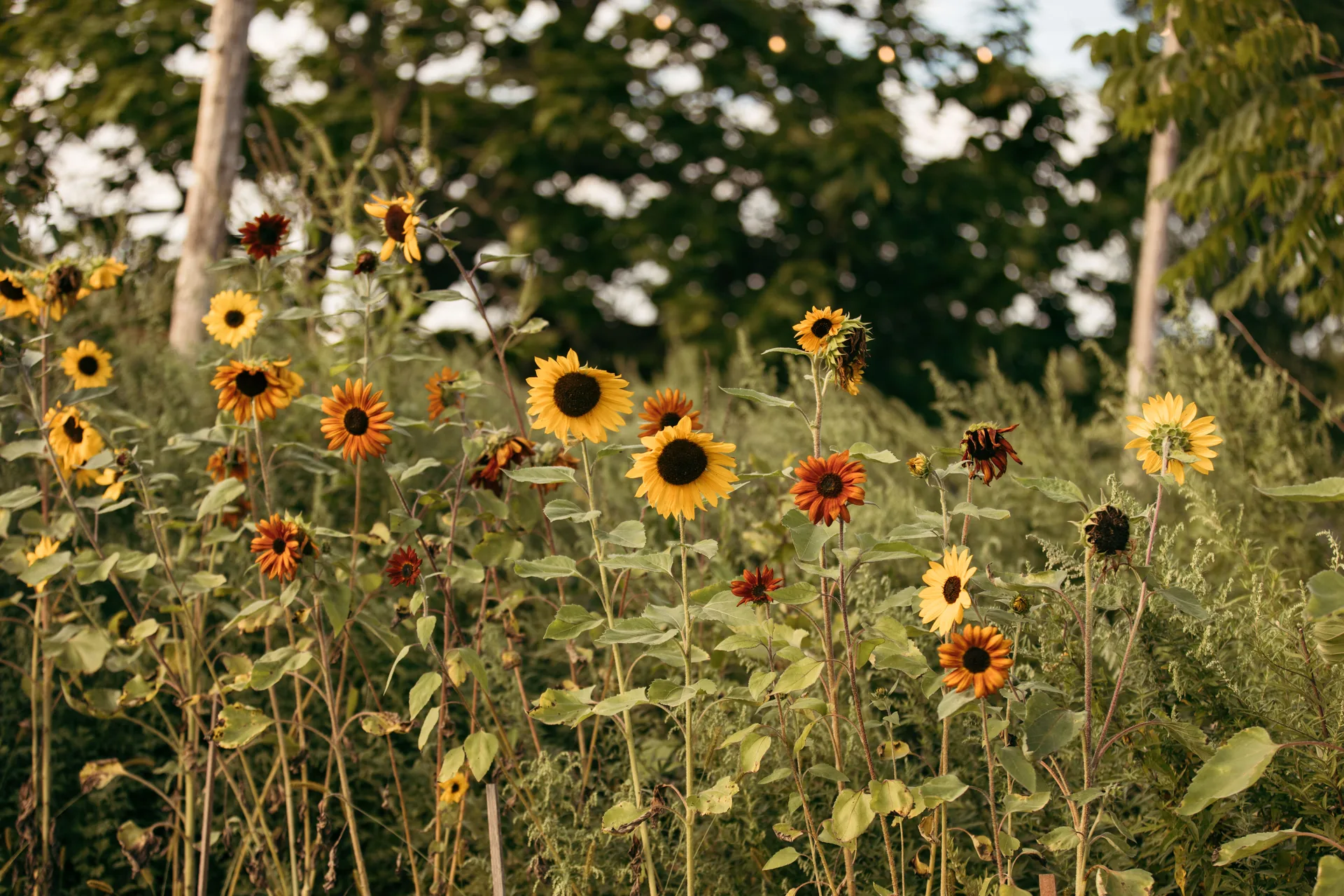 Blooming Hill Farm Weddings