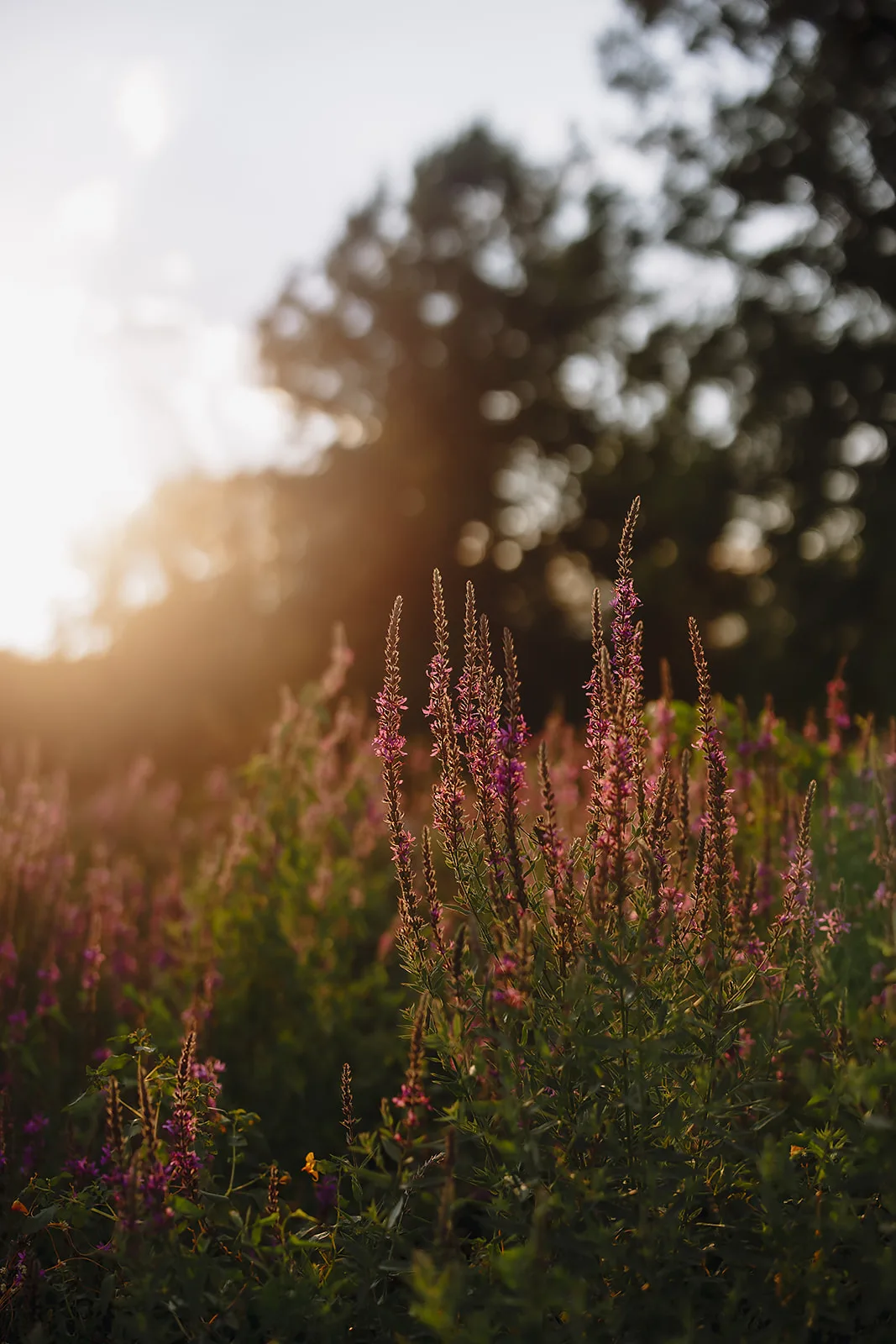 Blooming Hill Farm Weddings