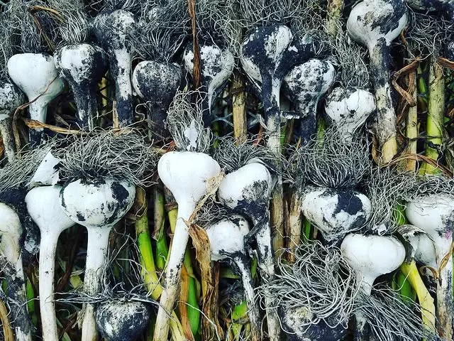Blooming Hill Farm Market