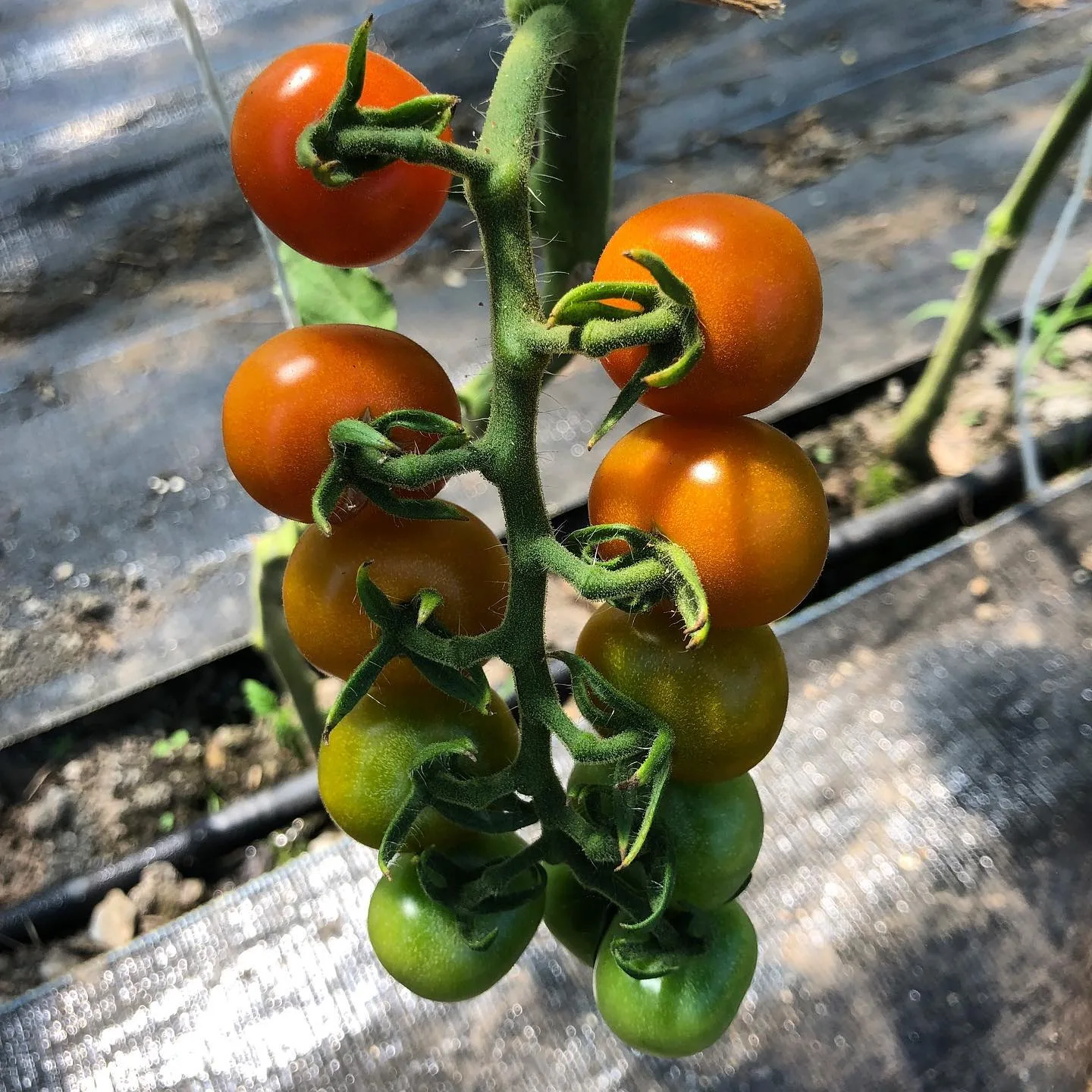 Blooming Hill Farm Market