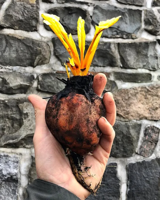 Blooming Hill Farm Market
