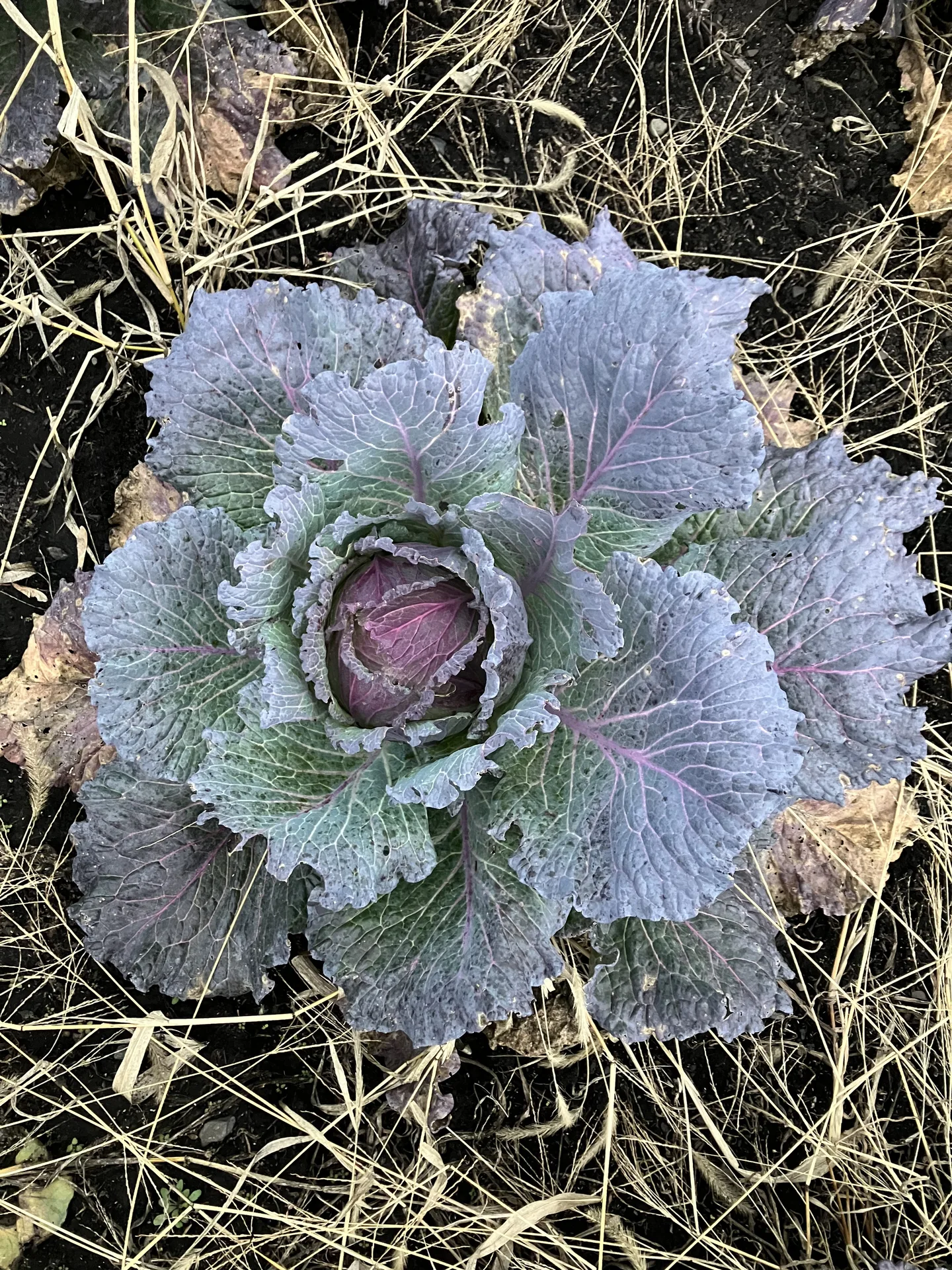 Blooming Hill Farm Market