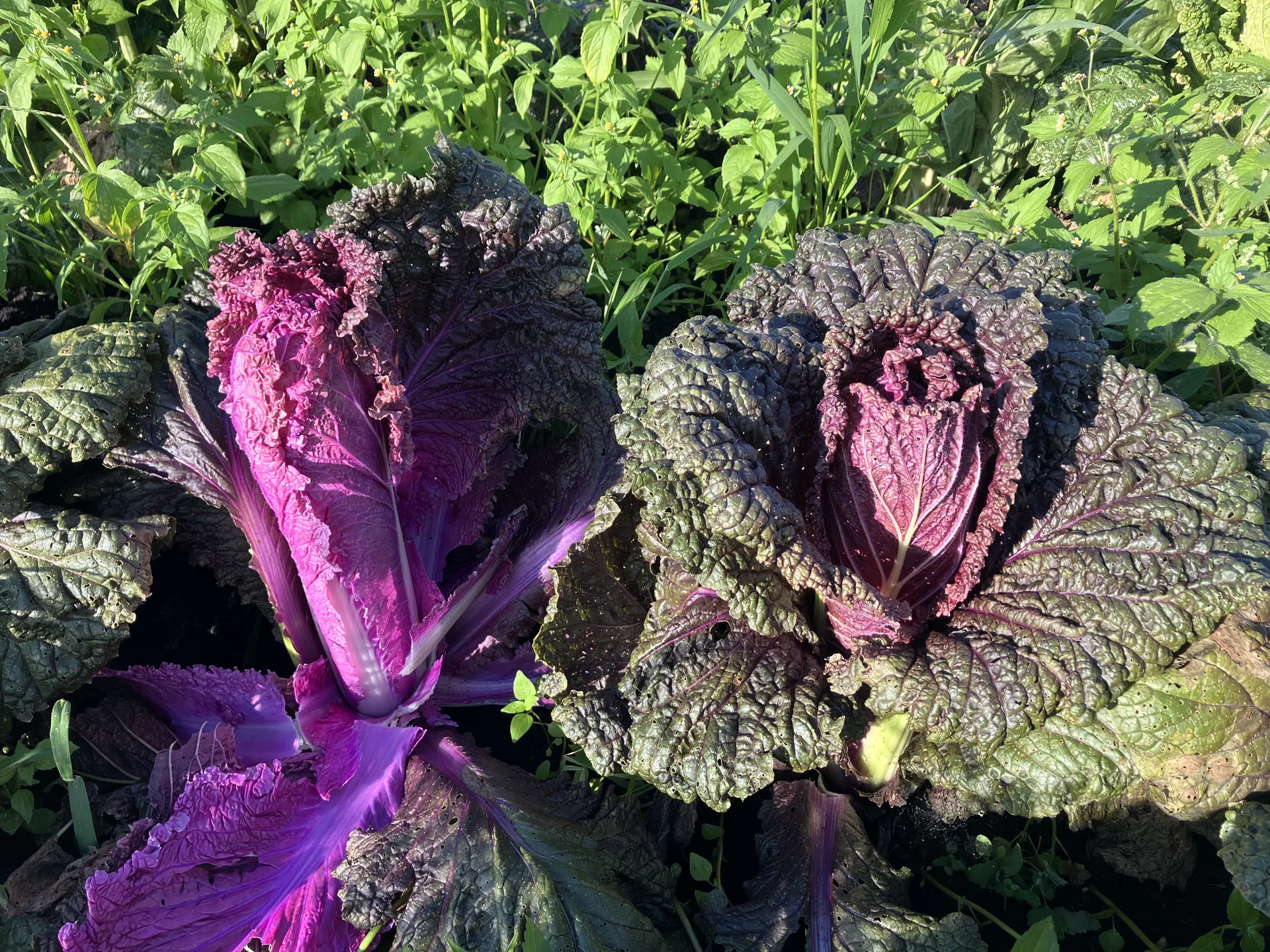 Blooming Hill Farm Market